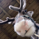 felicitybrood avatar