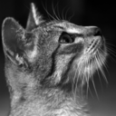 felinatrix avatar
