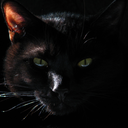 felinefelicity-blog avatar