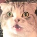 felinemeredithgrey avatar