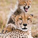 felinepipebomb avatar