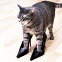 felinethropy-blog avatar