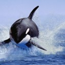 felinetotallyfine avatar