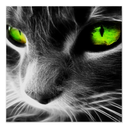 felinewithanattitude avatar