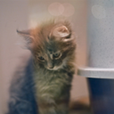 felis-catus avatar