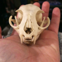 felisobscurum avatar