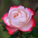 fellows-at-play avatar