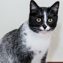 fem-transmasc avatar