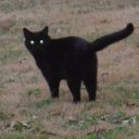 femboyfever1313 avatar