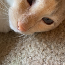 femcelfishfry avatar