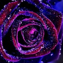 femininity-favor avatar