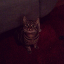 femketje-blog avatar