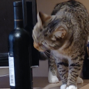 femmesbloodlust avatar