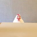 fennel-sylvanus avatar