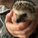 fennel-the-hedgehog avatar