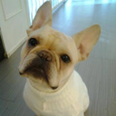 fenwaythefrenchie-blog avatar