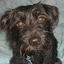 feral-and-tired avatar