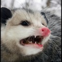 feral-possum-posting avatar