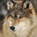 feral-shelby-thoughts avatar