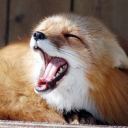 feralbastardfox avatar