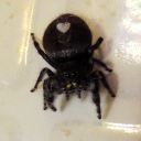 feralbatshitbastard avatar