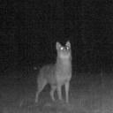 feralbutchboy avatar