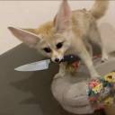 feralfennecfox avatar