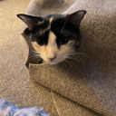 ferbiesunicorn avatar