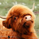 fergus-the-hairy-coo avatar