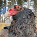 fern-and-bones avatar