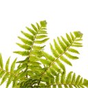 ferns avatar