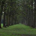 ferns-in-bottles avatar