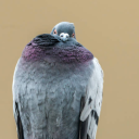 ferns-shenanigans avatar