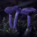 fernwehandchrysalism avatar