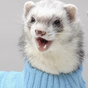 ferret-butts avatar