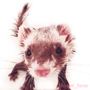 ferret-farm-blog avatar