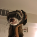 ferret-flops avatar