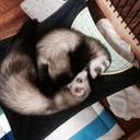 ferret-memo avatar
