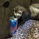 ferret-the-overseer avatar