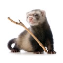 ferret-with-a-stick avatar