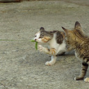 ferretcatalienbird avatar