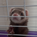 ferretenjoyer avatar