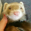 ferretfreckles avatar