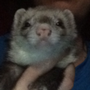 ferretsqueen avatar