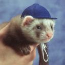 ferretwithahat avatar