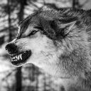 ferylcreecher avatar