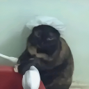 fettucini-456 avatar