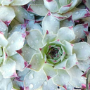 fever-draem-blog avatar