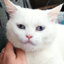 feverythingbi avatar