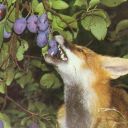 feychildfangs avatar